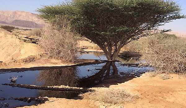 נהרות של נפט בערבה