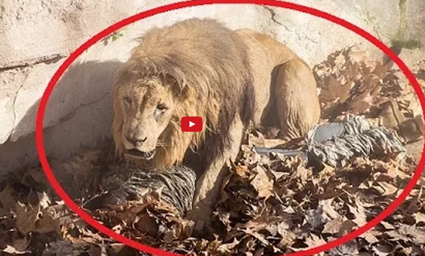 צפו: אריה תוקף שוטר ניאו נאצי