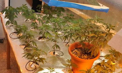 מריחוואנה שנתפסה על ידי משטרת ישראל