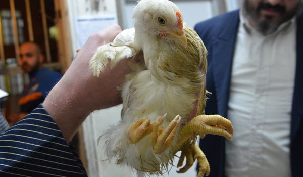 "ברוך משנה הבריות" על תרנגול • גלריה