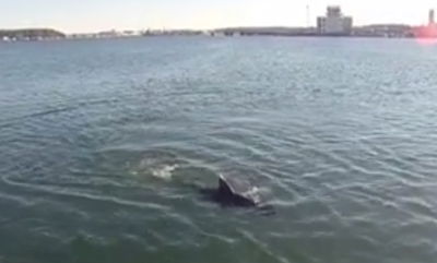 צפו: כריש רובוט - צולל הצללים החדש של חיל הים האמריקני