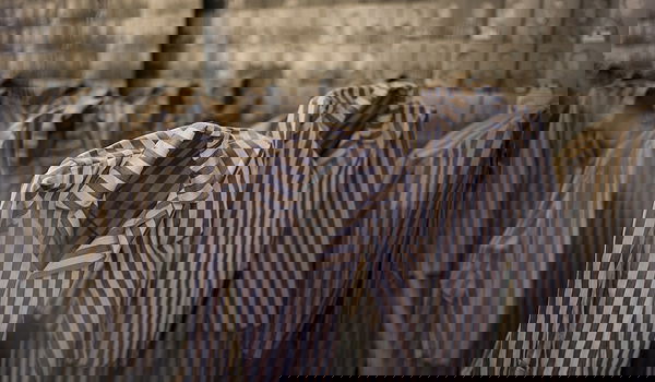 מוזיאון אושוויץ