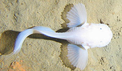 דג חדש נמצא במקום העמוק ביותר בעולם