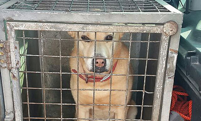 כלב משוטט שנתפס בכפר חב,ד