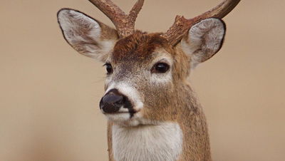 השוטרים הגישו עזרה לצבי פצוע