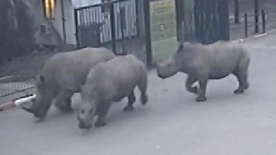 הקרנפיות יוצאות לטיול, הבוקר