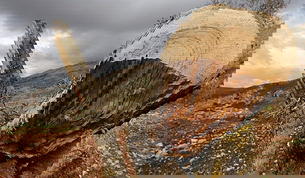 עצי זית שנעקרו, ארכיון