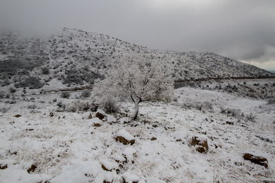 החרמון מושלג