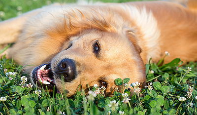 הצעצוע המצפצף הזה מטריד את הכלב וולטר