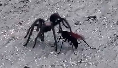 עד המוות: קרב בין טרנטולה וצרעה תועד והפך לויראלי ברשת