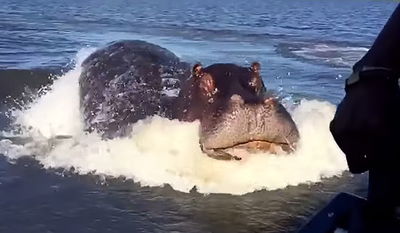 אסון בחוף השנהב: 11 נעדרים בעקבות התנגשות סירה עם היפופוטם