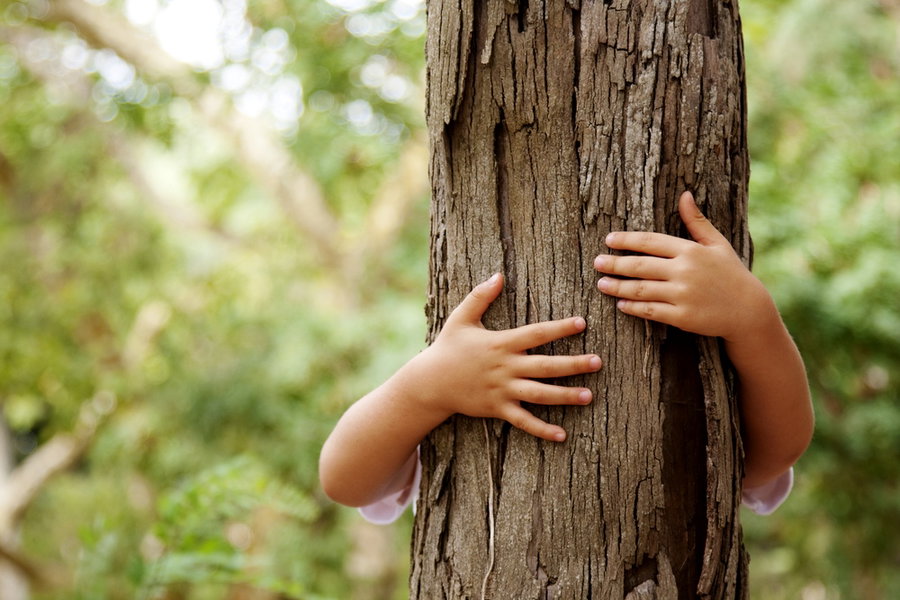 פרשות אחרי-מות קדושים: המעביר עץ יחד עם אדמה, האם צריך למנות שוב ערלה?
