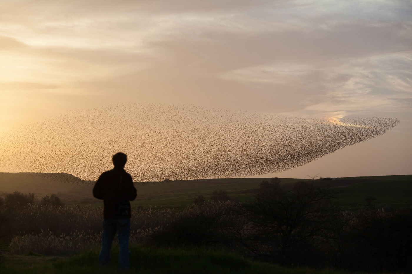 תיעוד מרהיב: הריקוד של להקת הזרזירים