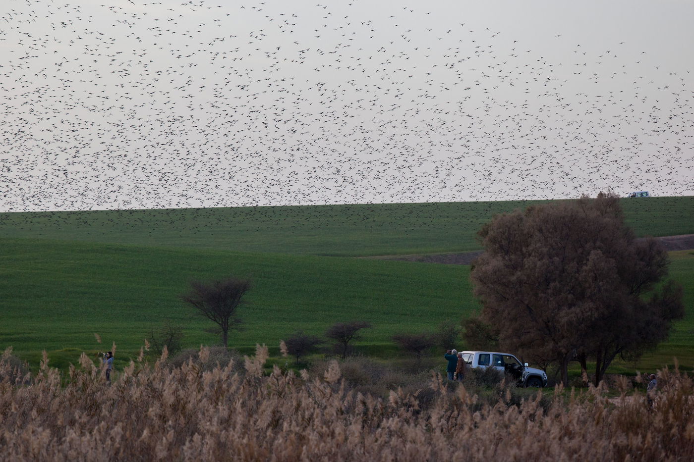 תיעוד מרהיב: הריקוד של להקת הזרזירים