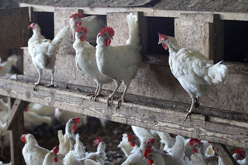 שפעת העופות התגלתה באזור נתניה