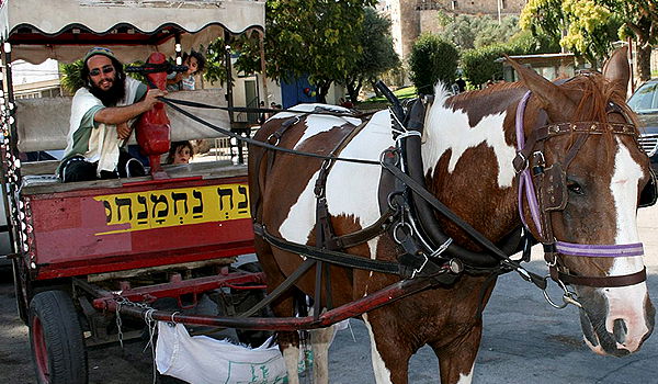 חרדי הגיש תלונה במשטרה נגד "כרכרות הפלג הירושלמי"