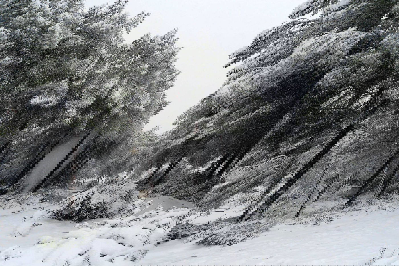 תיעוד מרהיב: צלמי לע"מ תיעדו את השלג הירושלמי