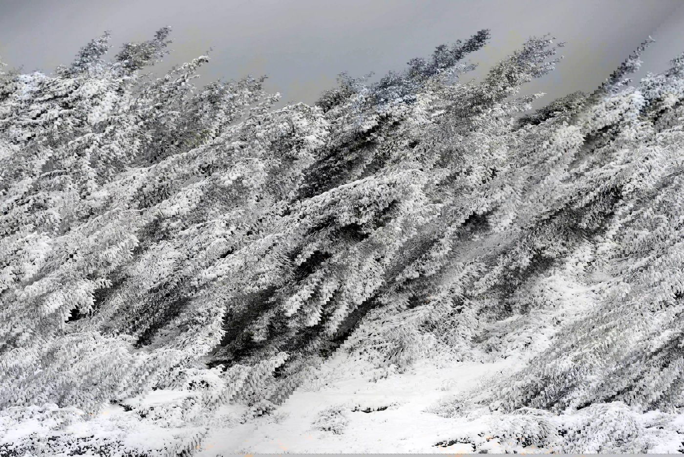תיעוד מרהיב: צלמי לע"מ תיעדו את השלג הירושלמי