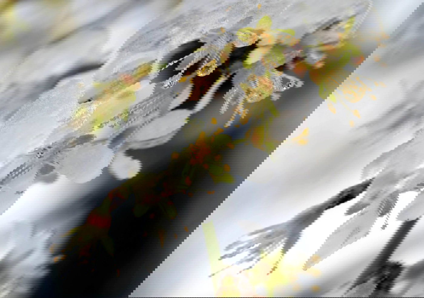 תיעוד מרהיב: צלמי לע"מ תיעדו את השלג הירושלמי