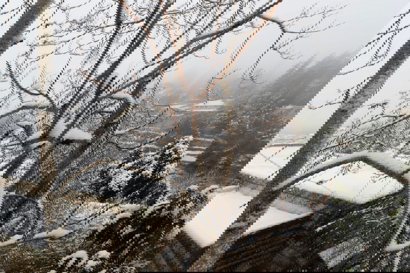 תיעוד מרהיב: צלמי לע"מ תיעדו את השלג הירושלמי