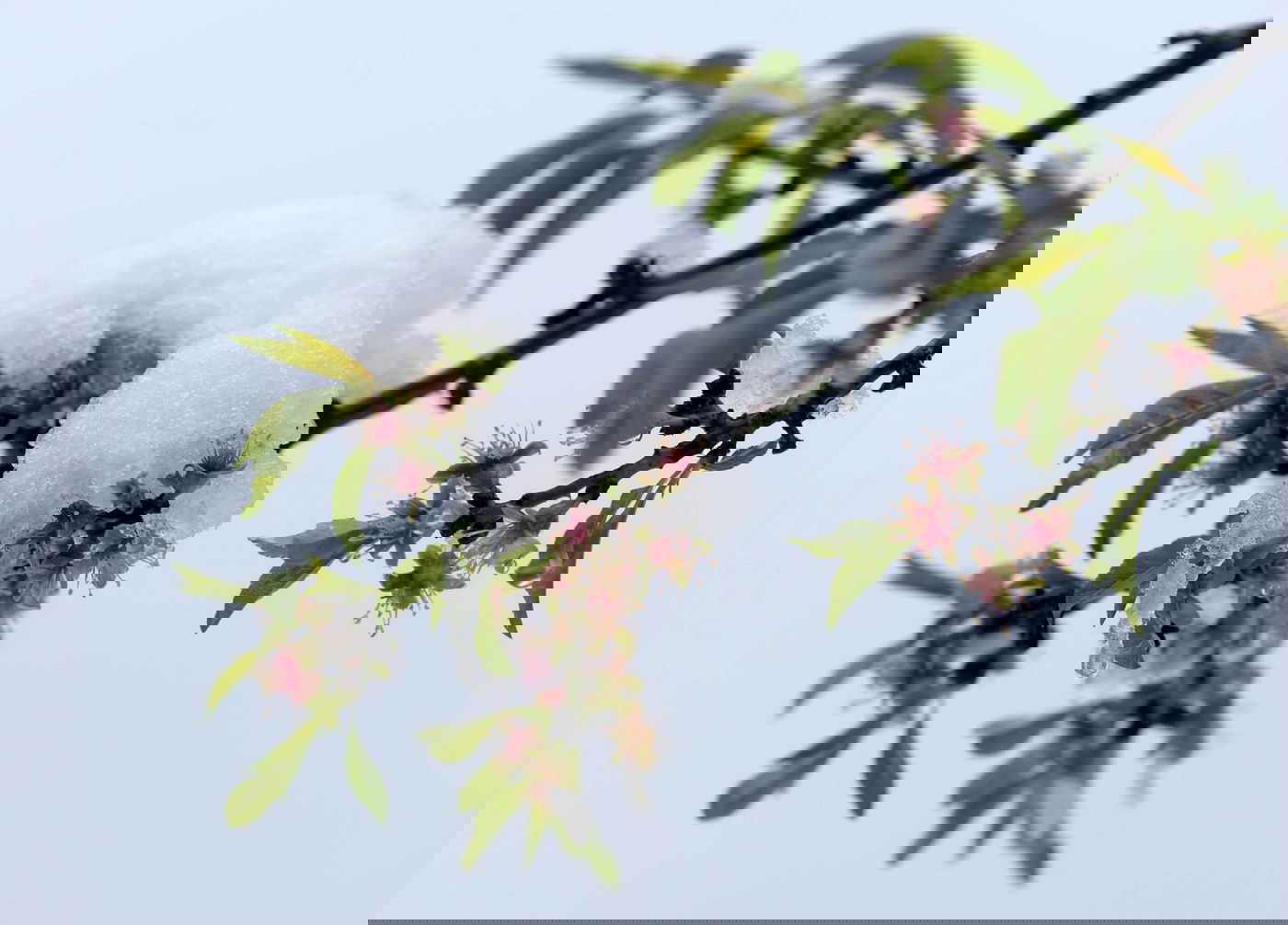 תיעוד מרהיב: צלמי לע"מ תיעדו את השלג הירושלמי