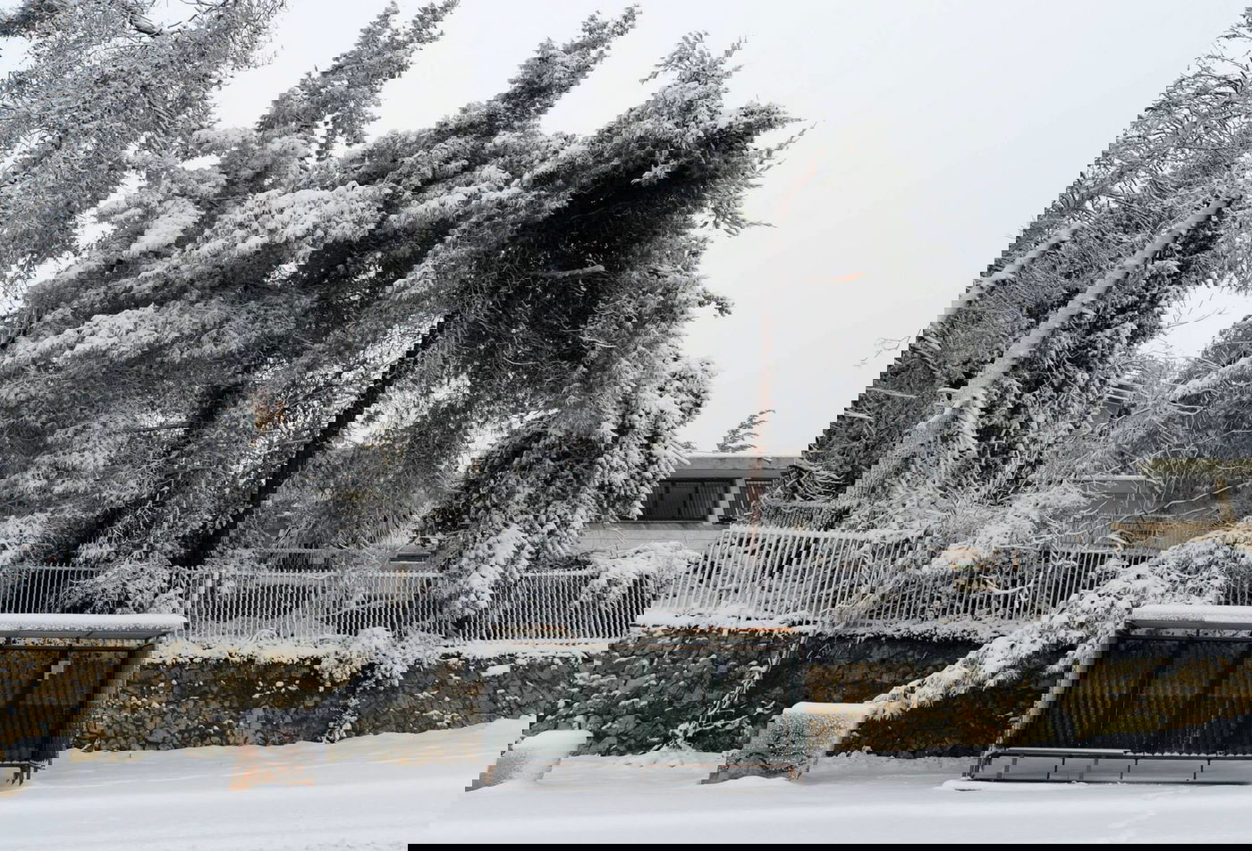תיעוד מרהיב: צלמי לע"מ תיעדו את השלג הירושלמי