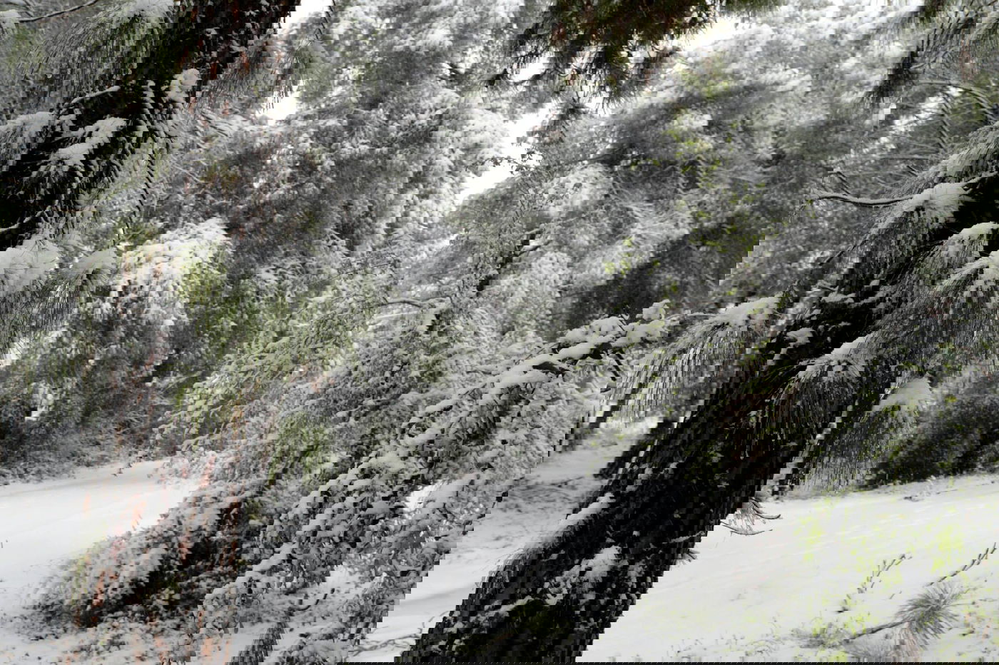 תיעוד מרהיב: צלמי לע"מ תיעדו את השלג הירושלמי