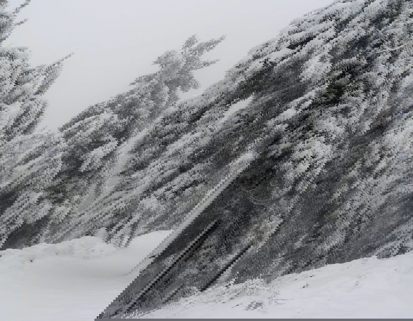 תיעוד מרהיב: צלמי לע"מ תיעדו את השלג הירושלמי