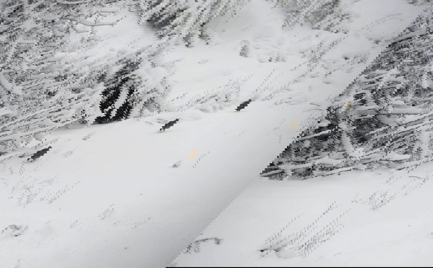 תיעוד מרהיב: צלמי לע"מ תיעדו את השלג הירושלמי