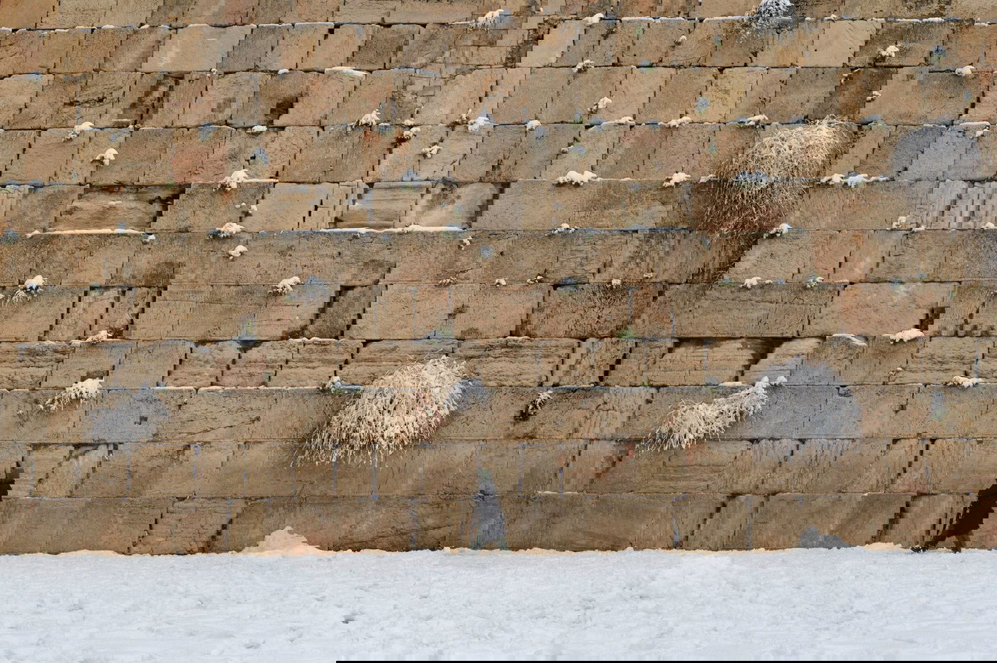 תיעוד מרהיב: צלמי לע"מ תיעדו את השלג הירושלמי