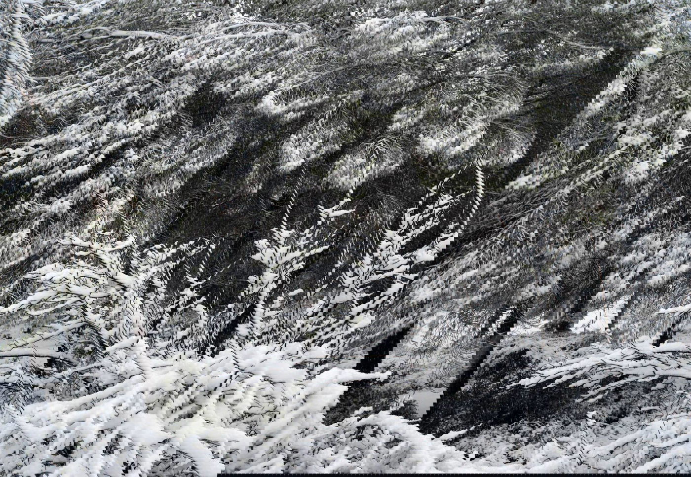 תיעוד מרהיב: צלמי לע"מ תיעדו את השלג הירושלמי