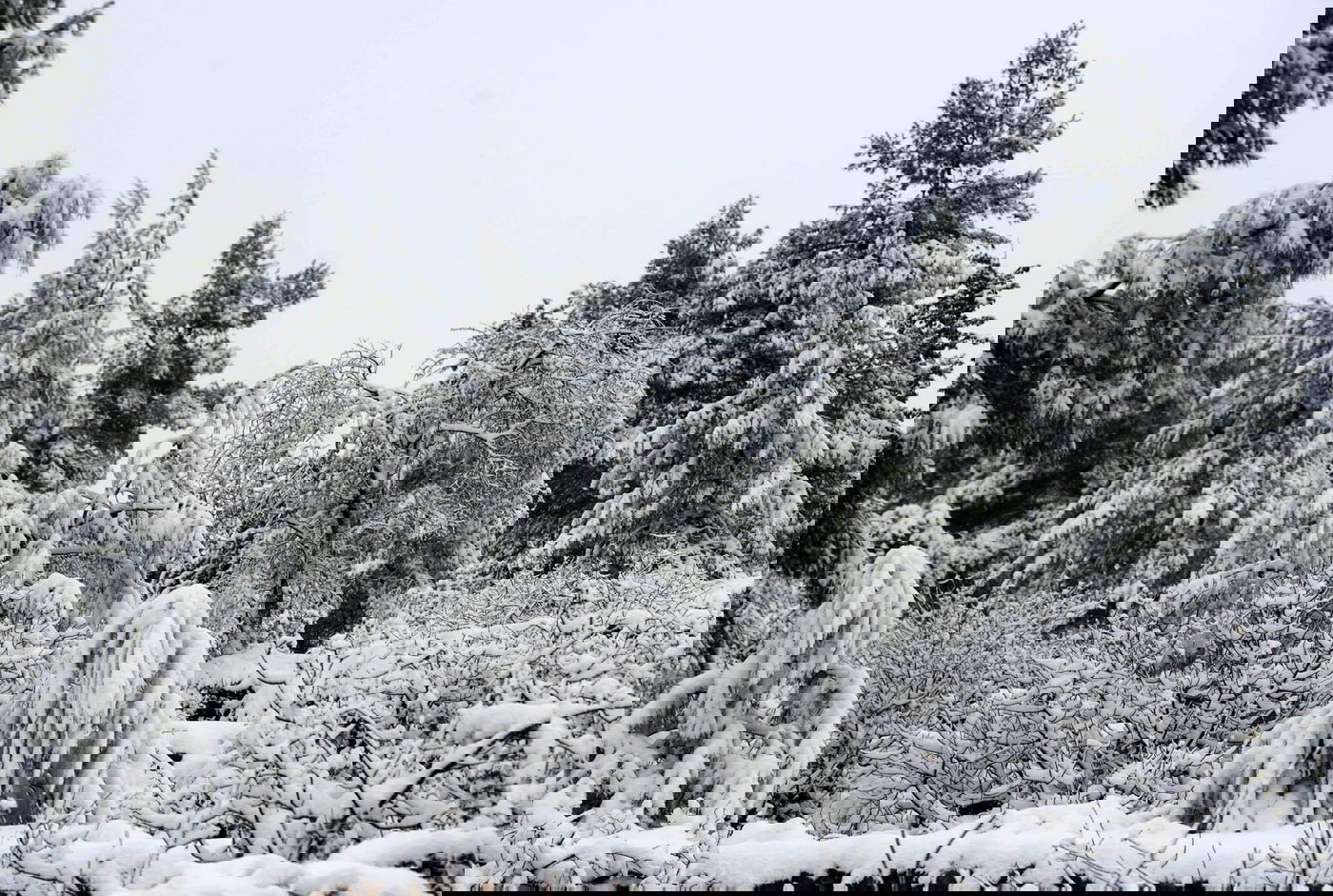 תיעוד מרהיב: צלמי לע"מ תיעדו את השלג הירושלמי