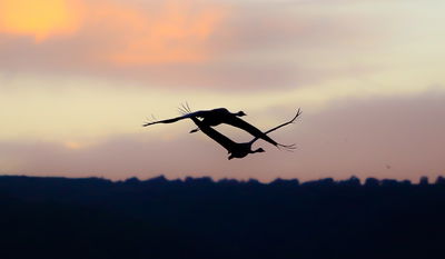 תיעוד מרהיב: אלפי עגורים בעמק החולה