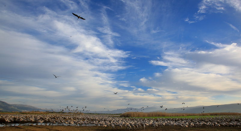 תיעוד מרהיב: אלפי עגורים בעמק החולה