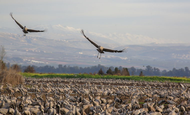 תיעוד מרהיב: אלפי עגורים בעמק החולה