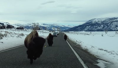 צפו: הנהג והתאו לא עצרו בזמן - והתנגשו