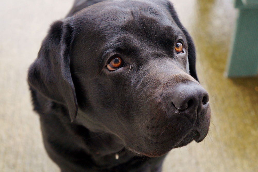חוש ריח חזק פי עשר מבני האדם