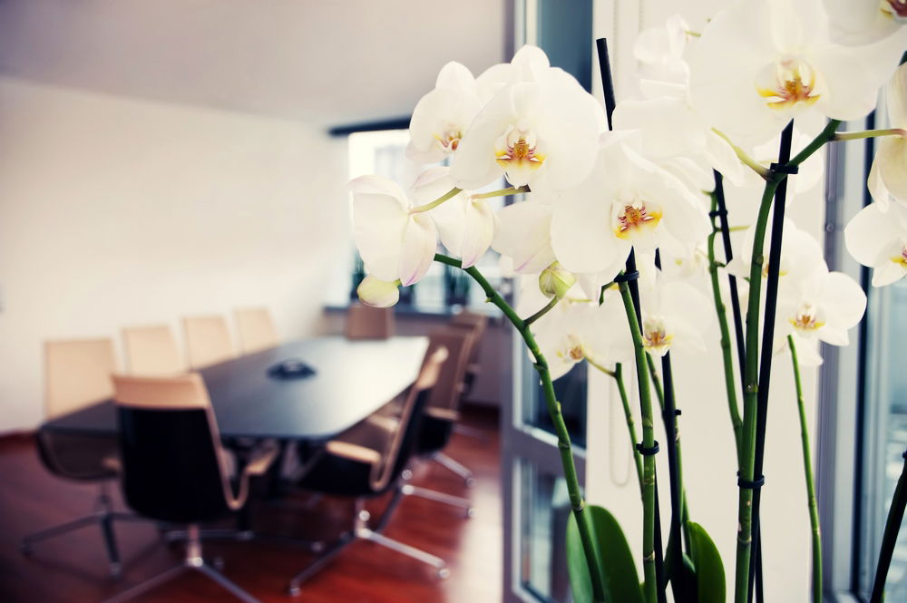 הם לא כאן רק לקישוט