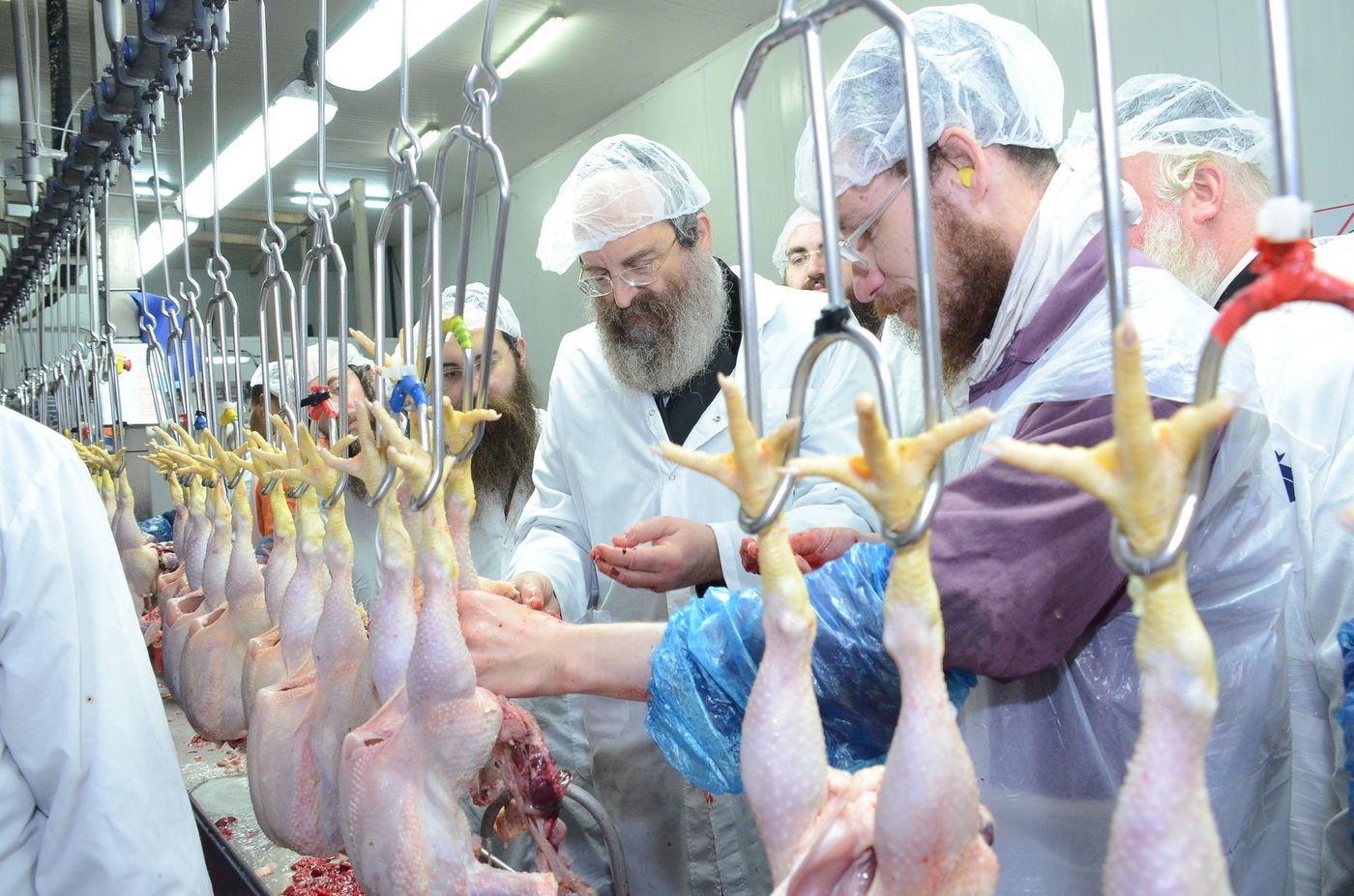 צפו: האדמו"ר מסאדיגורה בשחיטת עופות לקראת חג הפסח