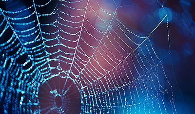 מקסיקו: מכת עכבישים אימתנית תועדה במבנה נטוש