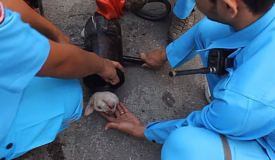 צפו: גור נלכד בתוך צינור ברזל וחולץ במבצע מיוחד