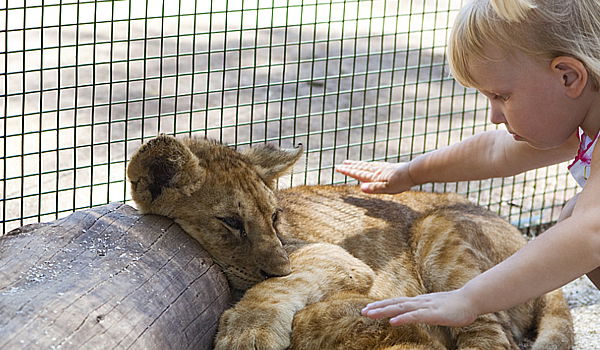 אילוסטרציה