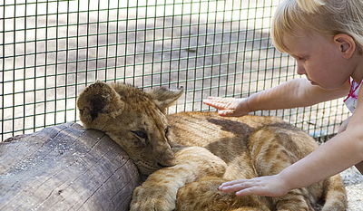 אילוסטרציה