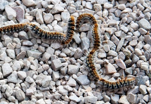 תולעת טוואי התהלוכה. רק נראית חמודה, אבל מסוכנת מאוד