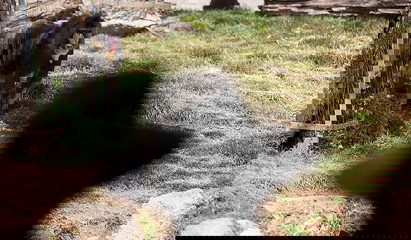 חרדי, אילוסטרציה