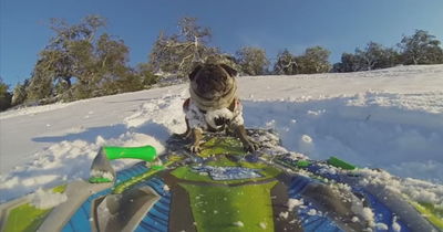 חמוד: כלב עושה סקי שלג
