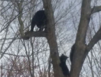 להקת דובים פשטה על רחובות מונסי