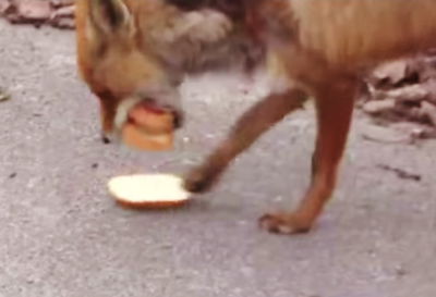 השועל הפיקח שפינק את עצמו בסנדוויץ' ענק