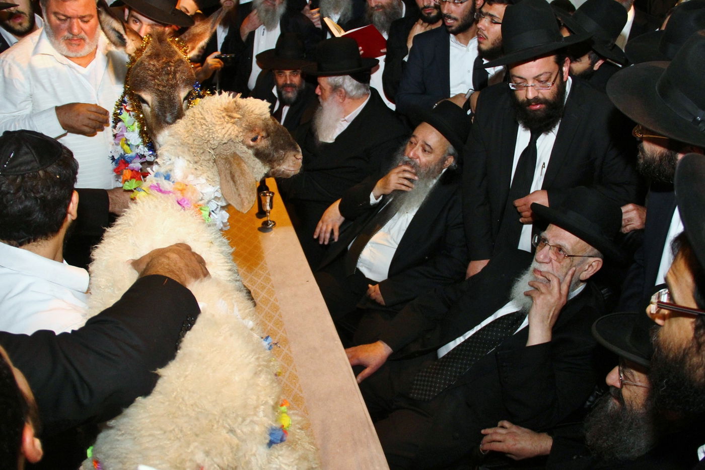 גלריה: נשיא המועצת הגר"ש כהן ב'פדיון פטר חמור'