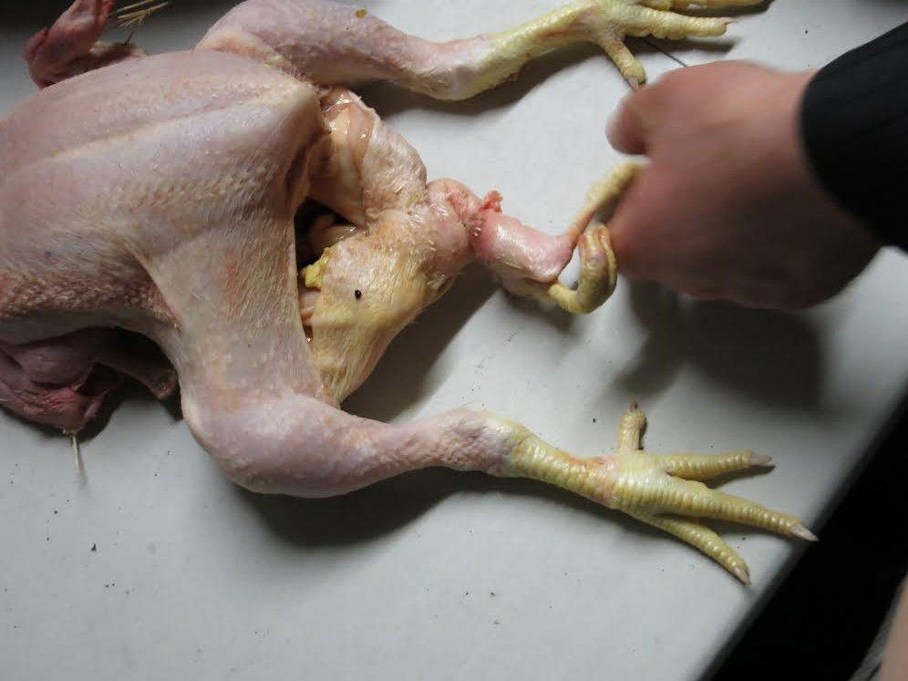 אטרקציה תורנית באנטוורפן: עוף נדיר עם 4 רגליים